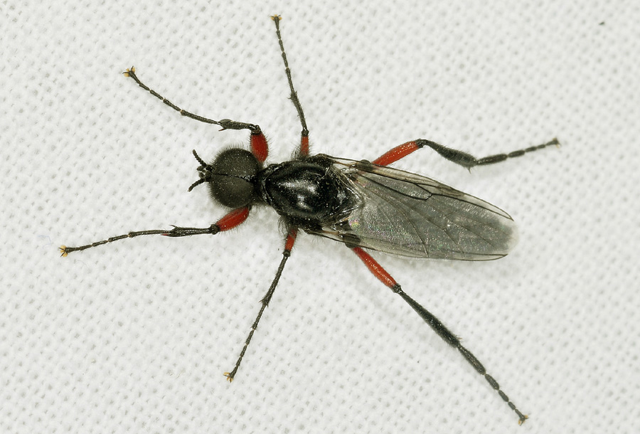 Bibionidae:  Bibio pomonae, maschio